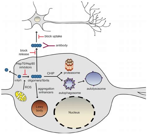 Therapeutic Potential of α.